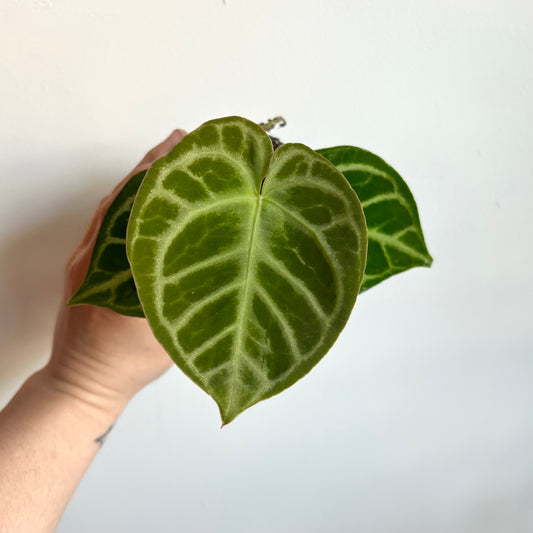 Anthurium 'Dorayaki'
