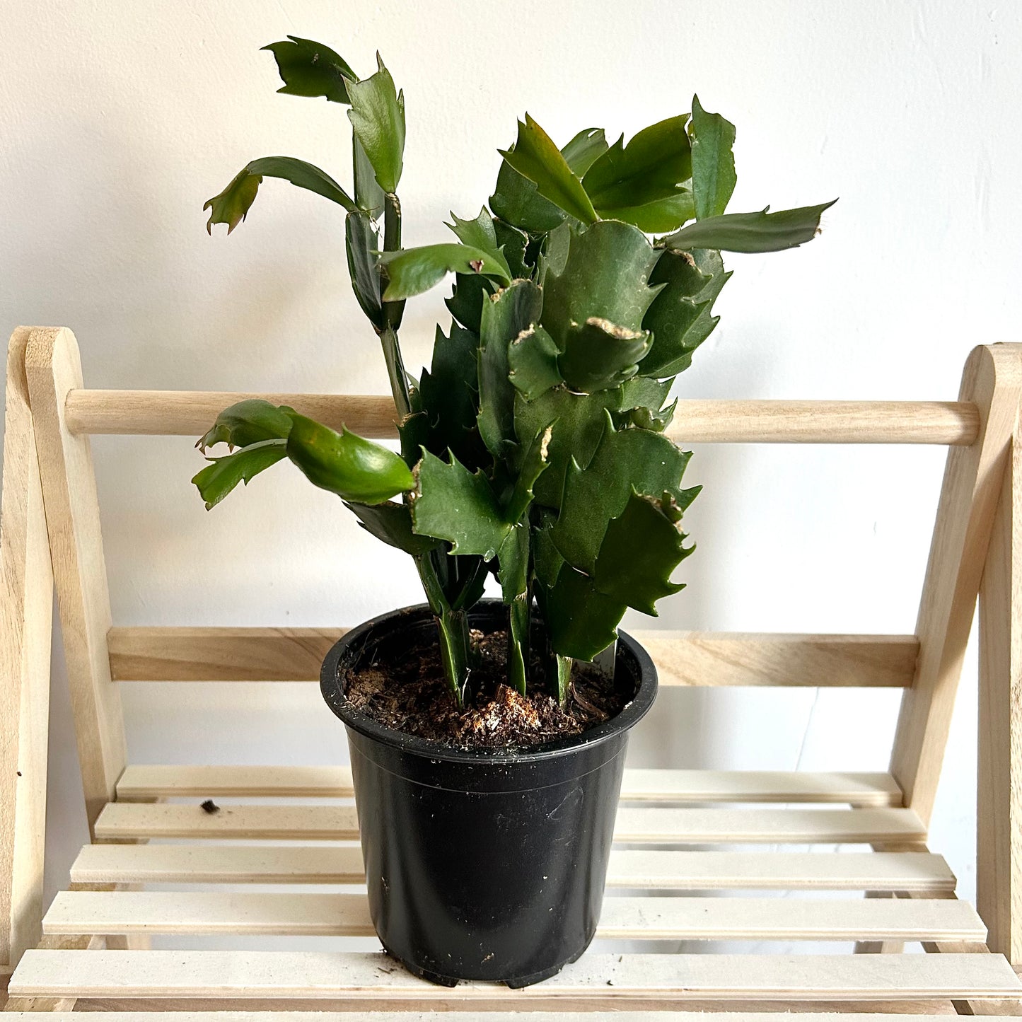 Schlumbergera truncata (Thanksgiving Cactus)