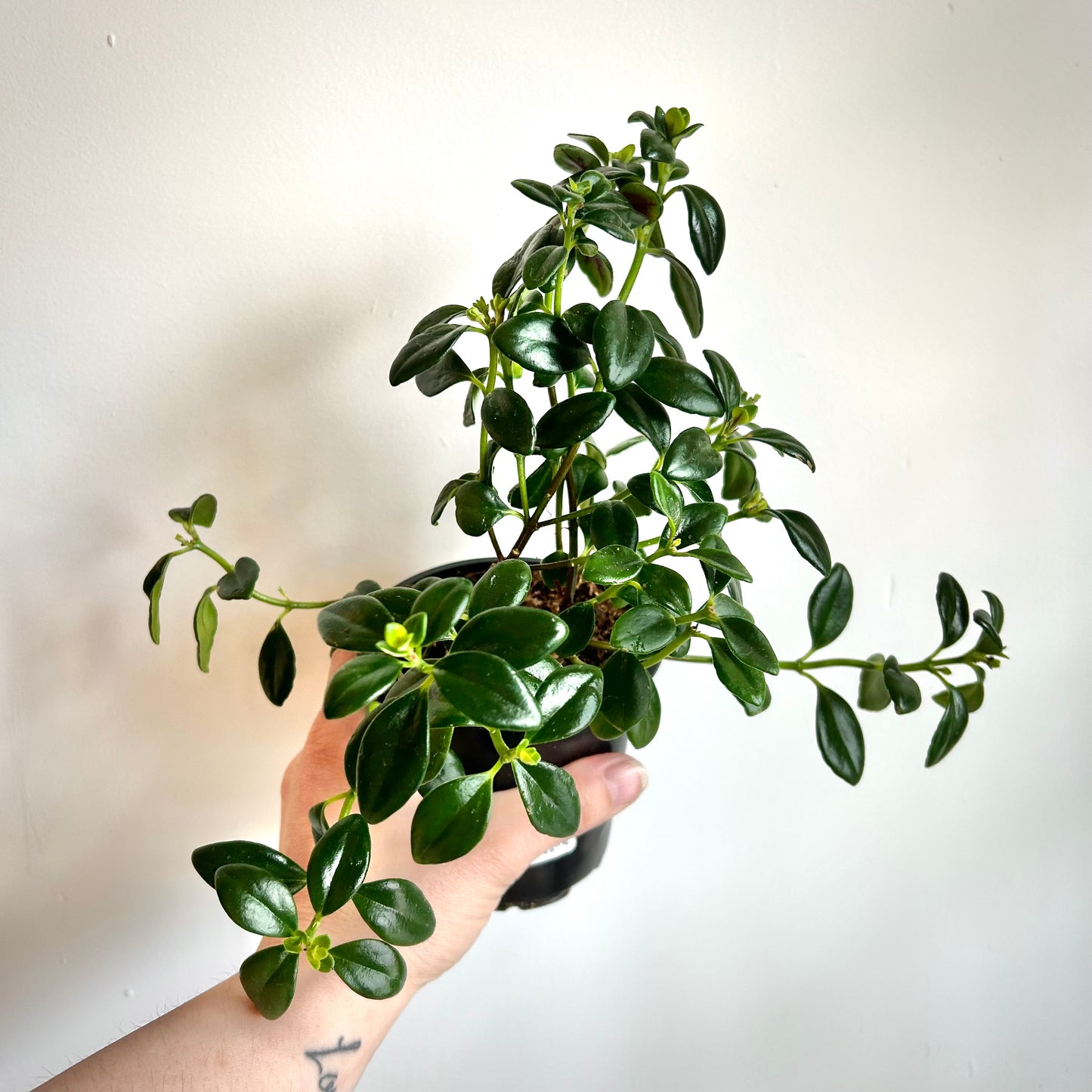 Goldfish Plant (Nematanthus gregarius)