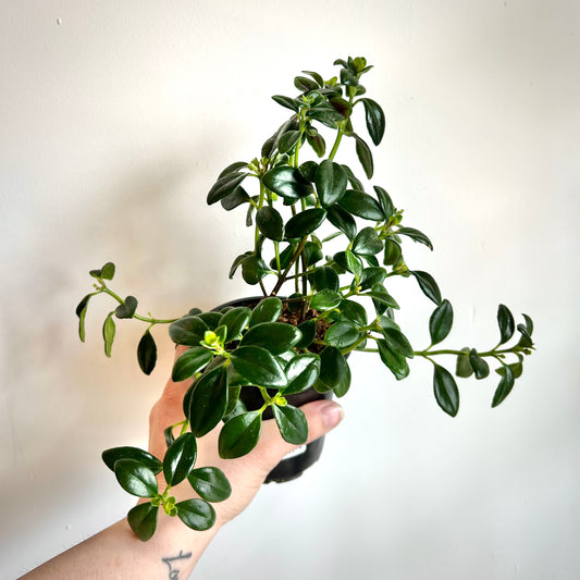 Goldfish Plant (Nematanthus gregarius)