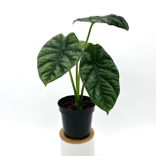 Alocasia Sinuata
