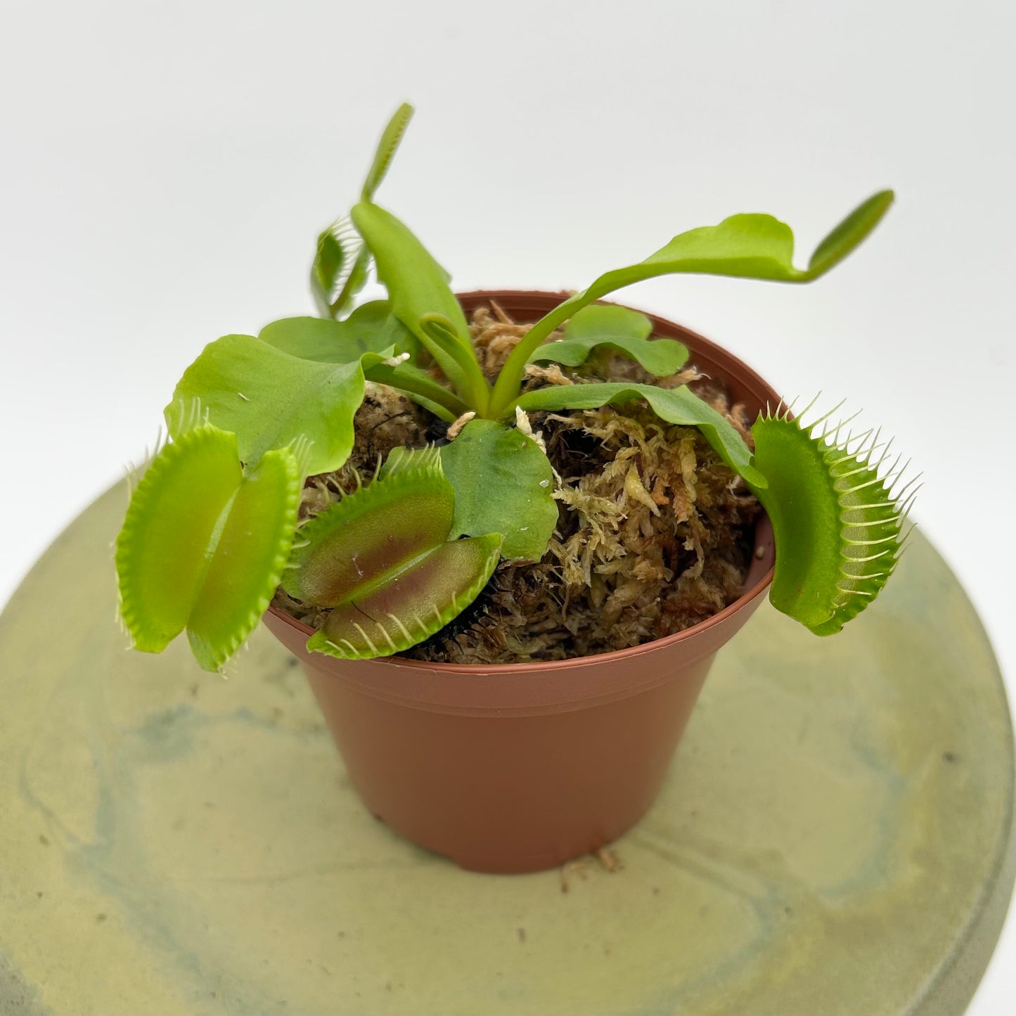 Venus Fly Trap (Dionaea muscipula)