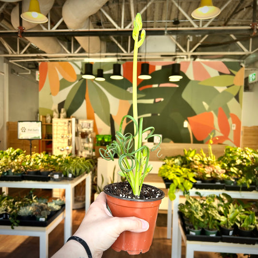 Albuca Spiralis (Frizzle Sizzle)
