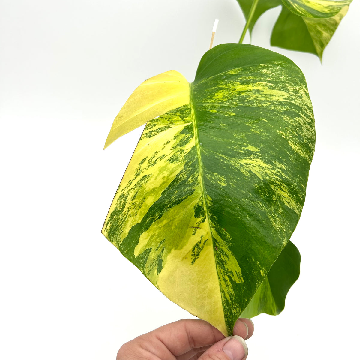 Monstera marmorata tricolor - Exact Plant