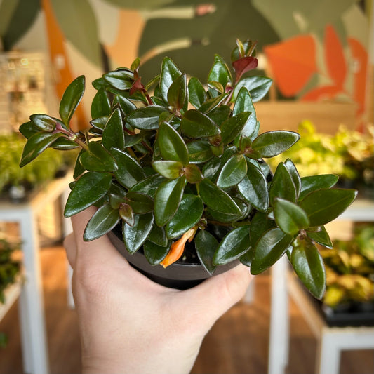 Goldfish Plant - Shady Heidy (Nematanthus gregarius)