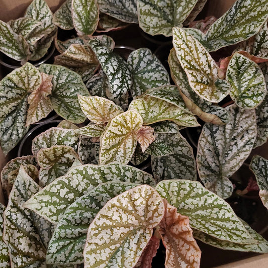 Begonia 'Snow Capped' Pink Variegated