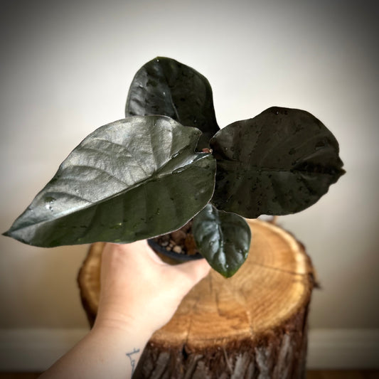 Alocasia Black Magic