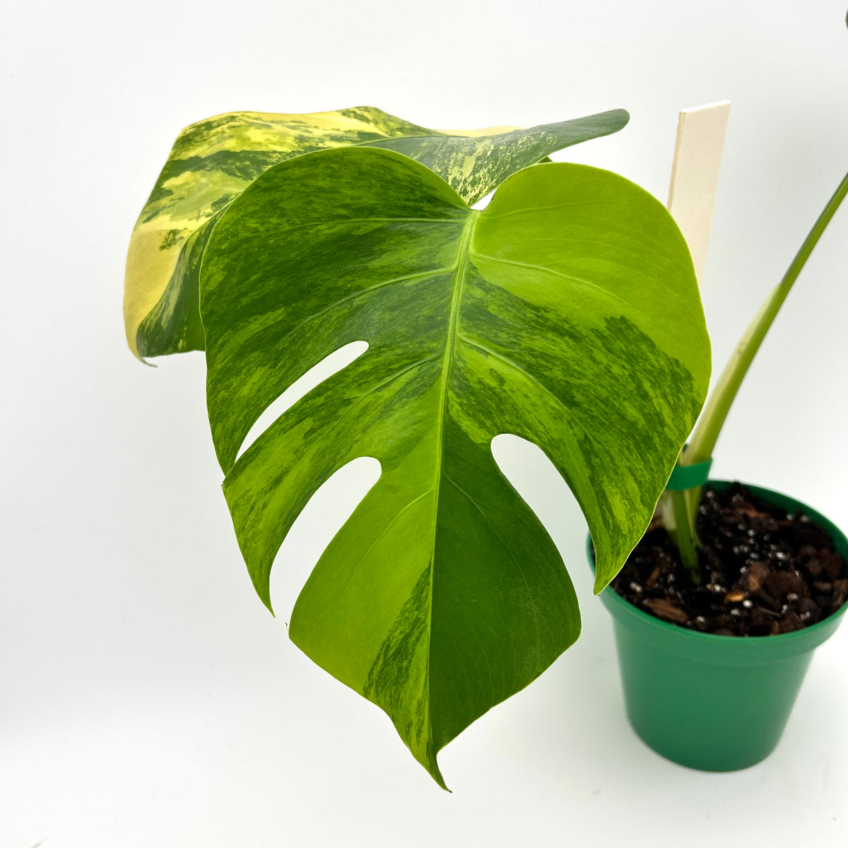 Monstera marmorata tricolor - Exact Plant