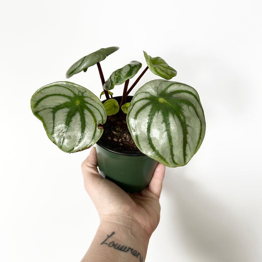 Watermelon Peperomia (Peperomia Argyeia)