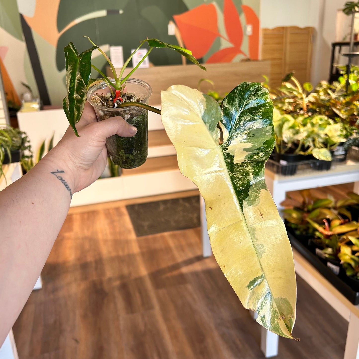 Philodendron 'Jennifer' (Florida Beauty x Billietiae) - Exact Plant