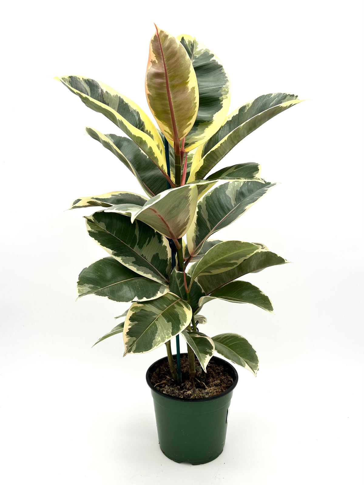 Ficus Robusta Tineke