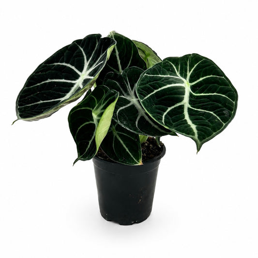 Alocasia Ninja