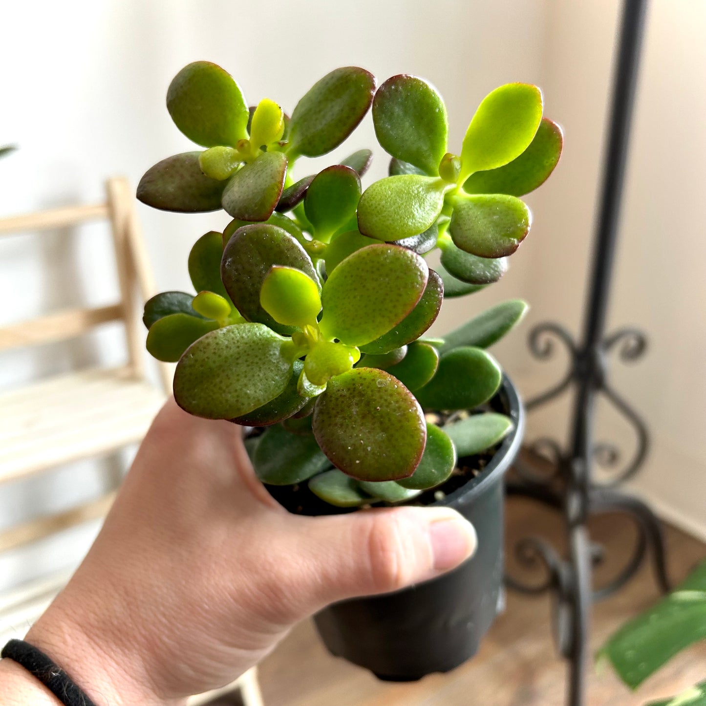 Crassula Ovata Minor / Mini Jade