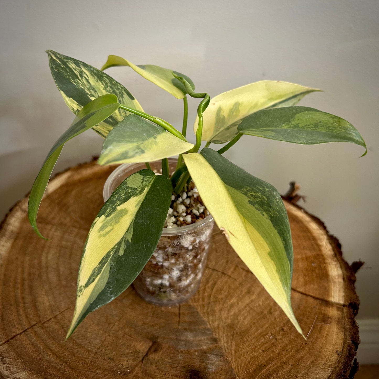 Philodendron 'Violin’ Variegated (Philodendron bipennifolium variegated) - Exact Plant