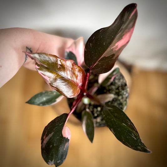 Philodendron Pink Princess