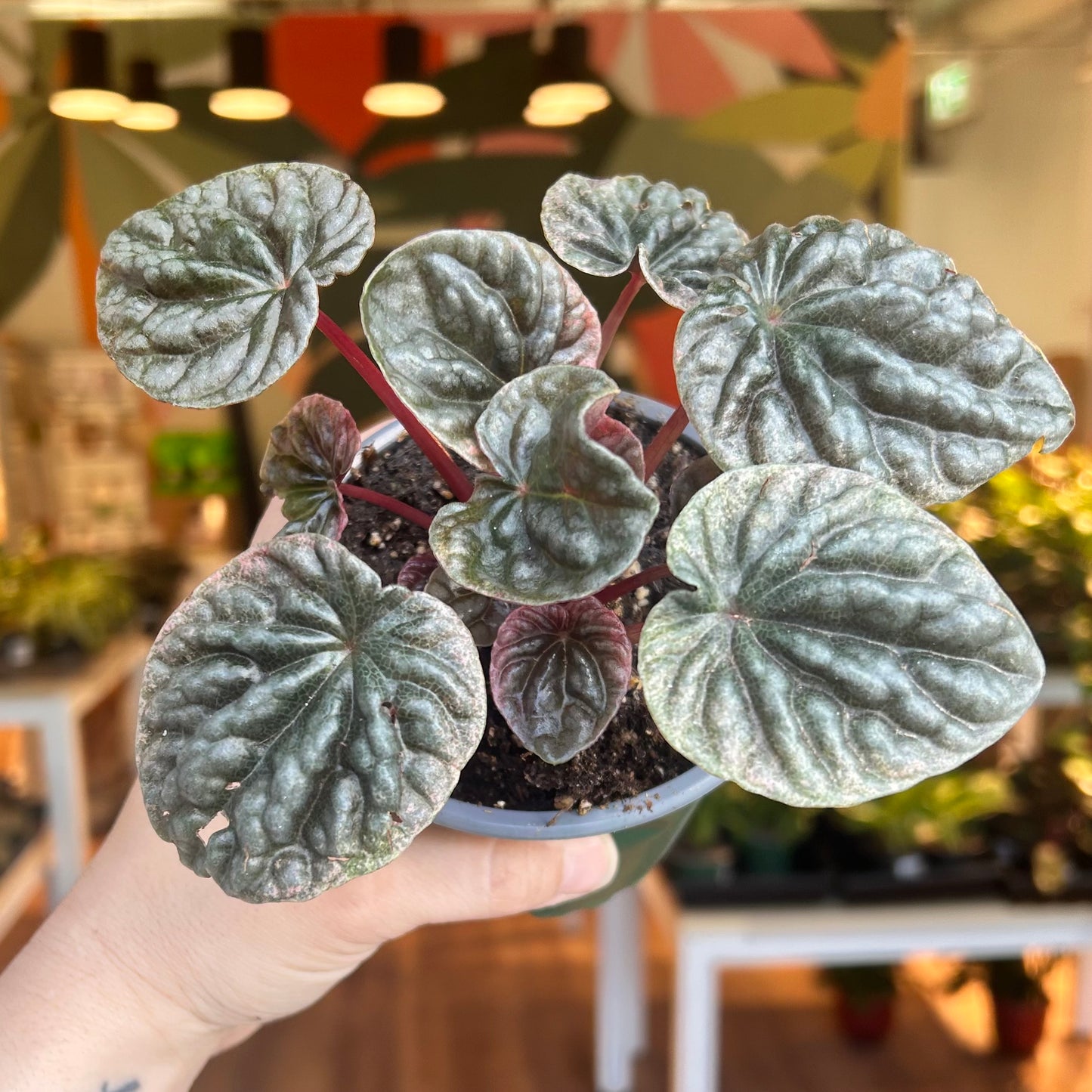 Peperomia Caperata ‘Abricos’