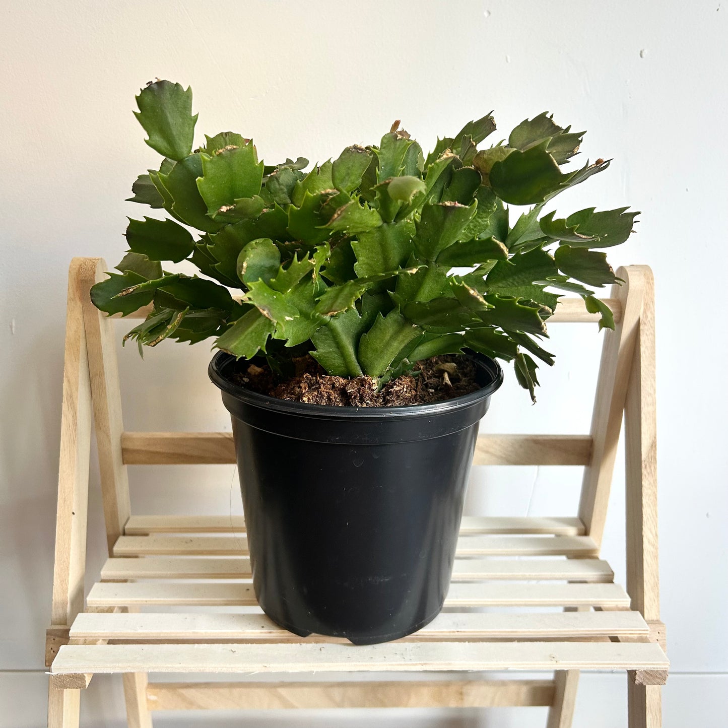 Schlumbergera truncata (Thanksgiving Cactus)
