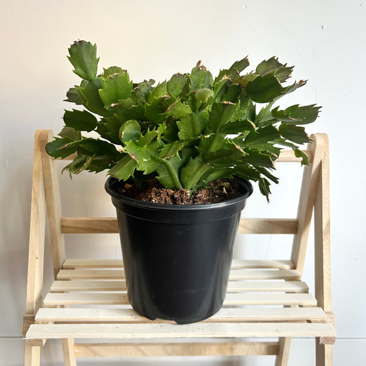 Schlumbergera truncata (Thanksgiving Cactus)