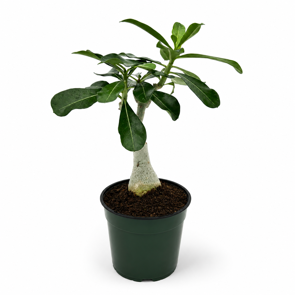 Desert Rose (Adenium)