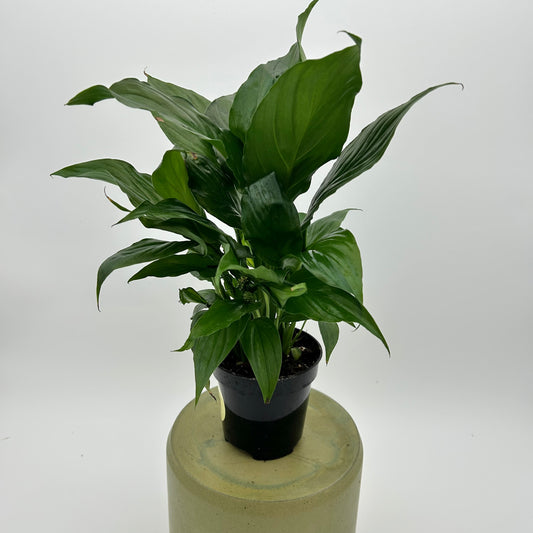 Spathiphyllum (Peace Lily)