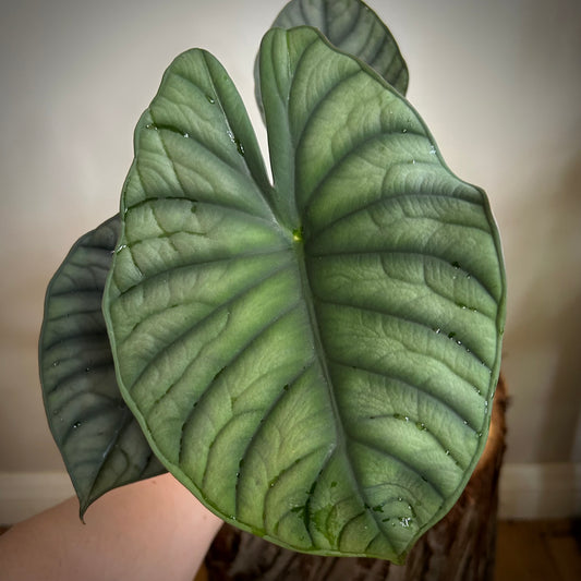 Alocasia Nebula "Black Diamond"