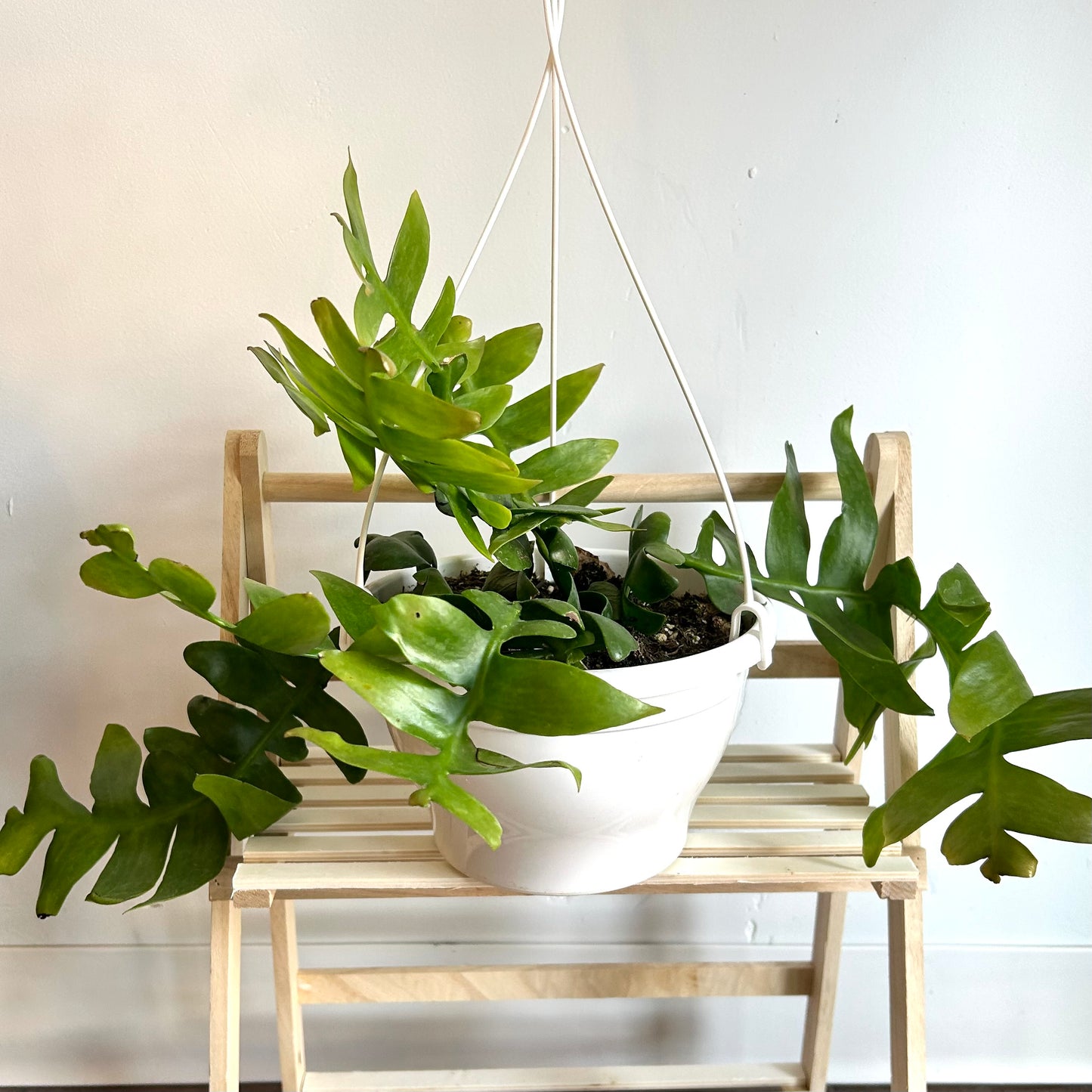 Epiphyllum chrysocardium (Shark Tooth Cactus)