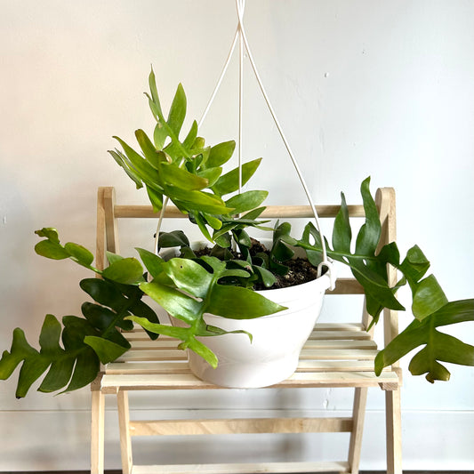Epiphyllum chrysocardium (Shark Tooth Cactus)