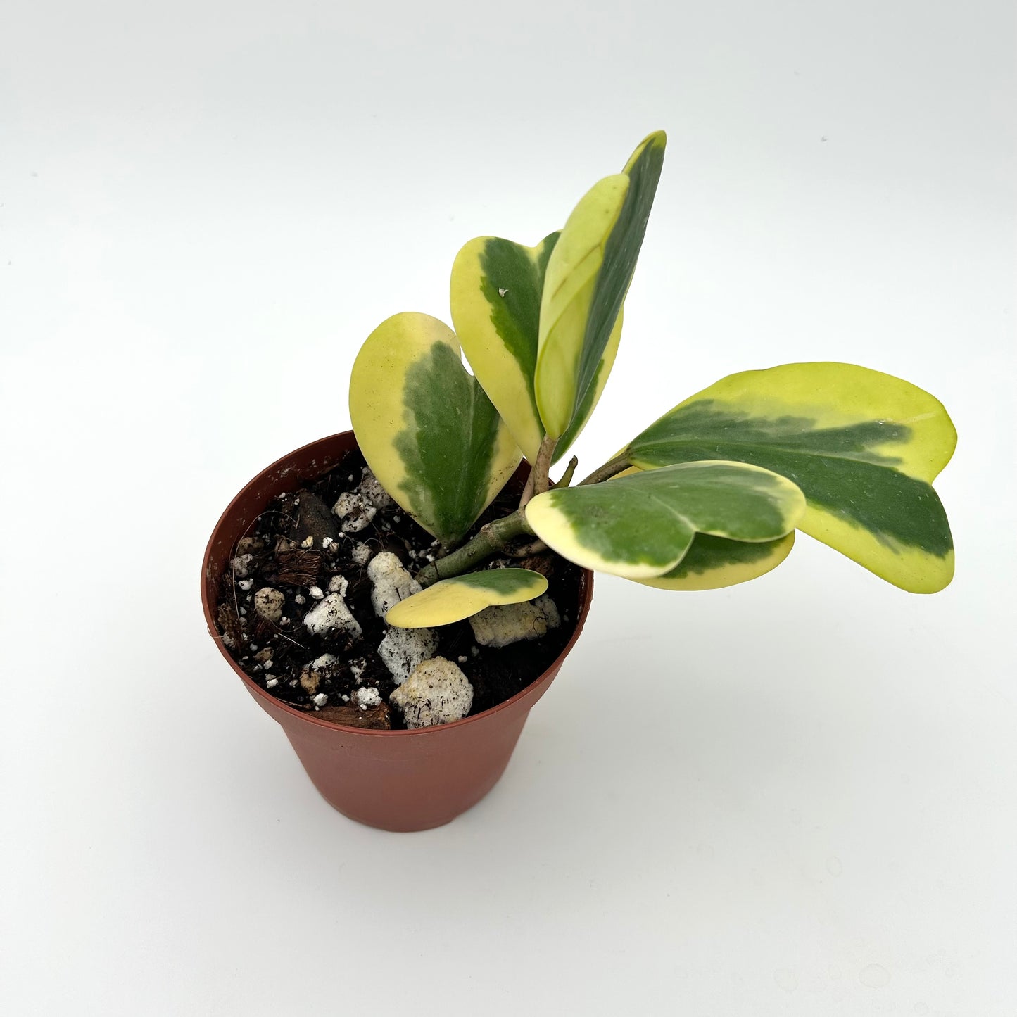 Hoya Kerrii Albomarginata (Outer Variegated)