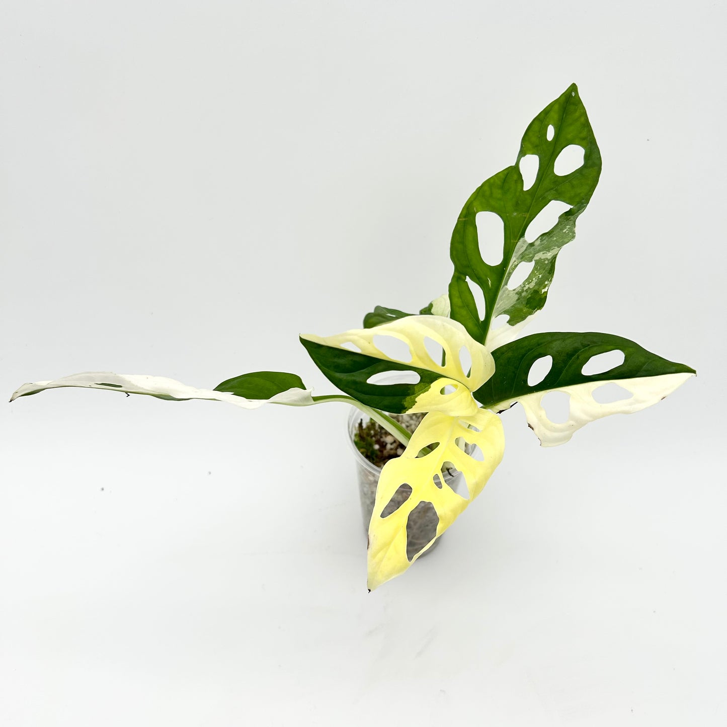 Monstera Adansonii Albo - Exact Plant