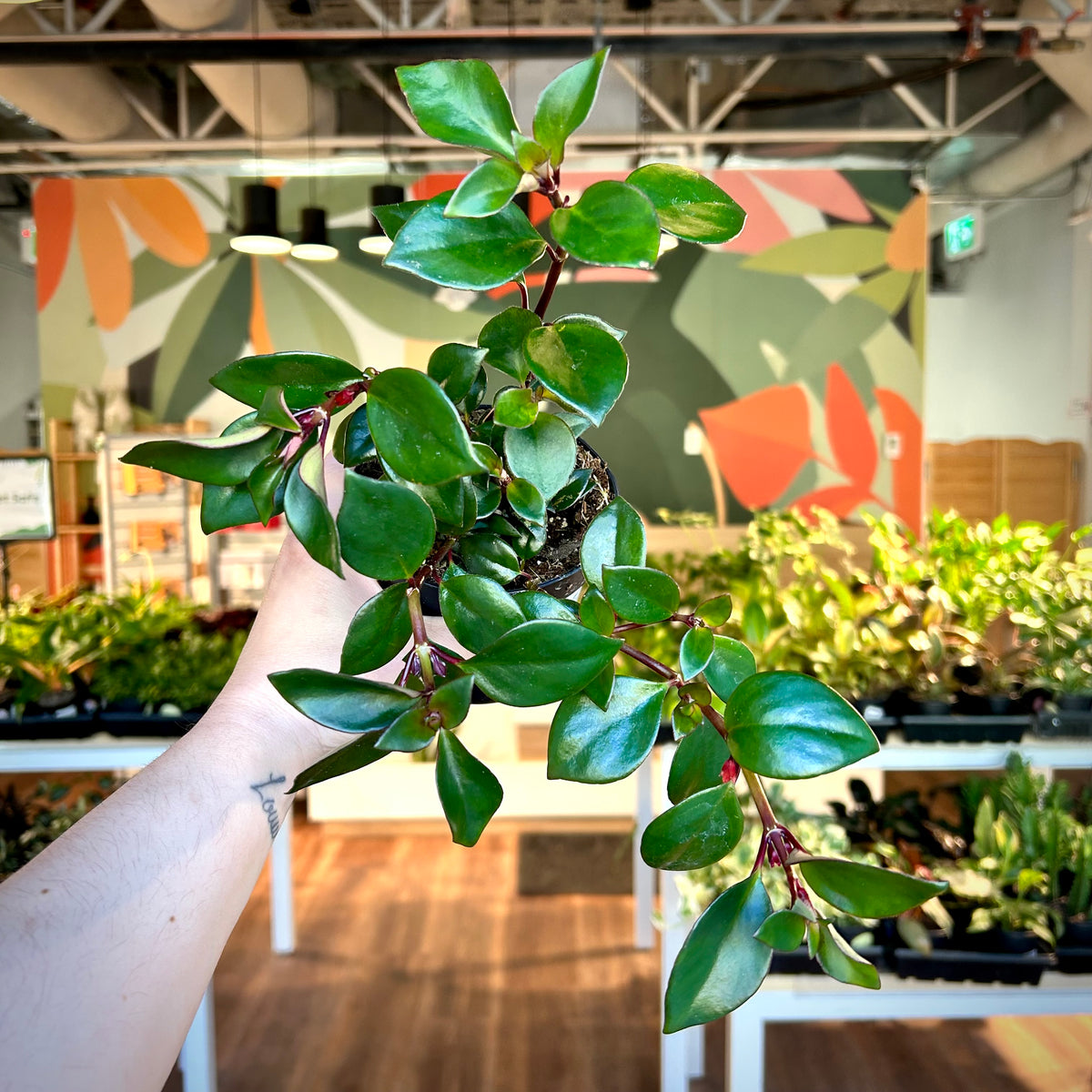 Goldfish Tropicana (Nematanthus ‘Tropicana’)