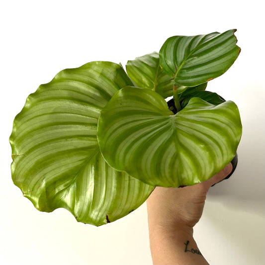 Calathea Orbifolia / Goeppertia Orbifolia