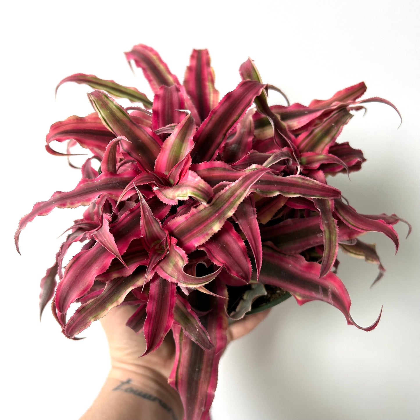 Cryptanthus Bromeliad / Earth Star Plant