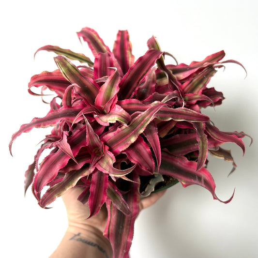 Cryptanthus Bromeliad / Earth Star Plant