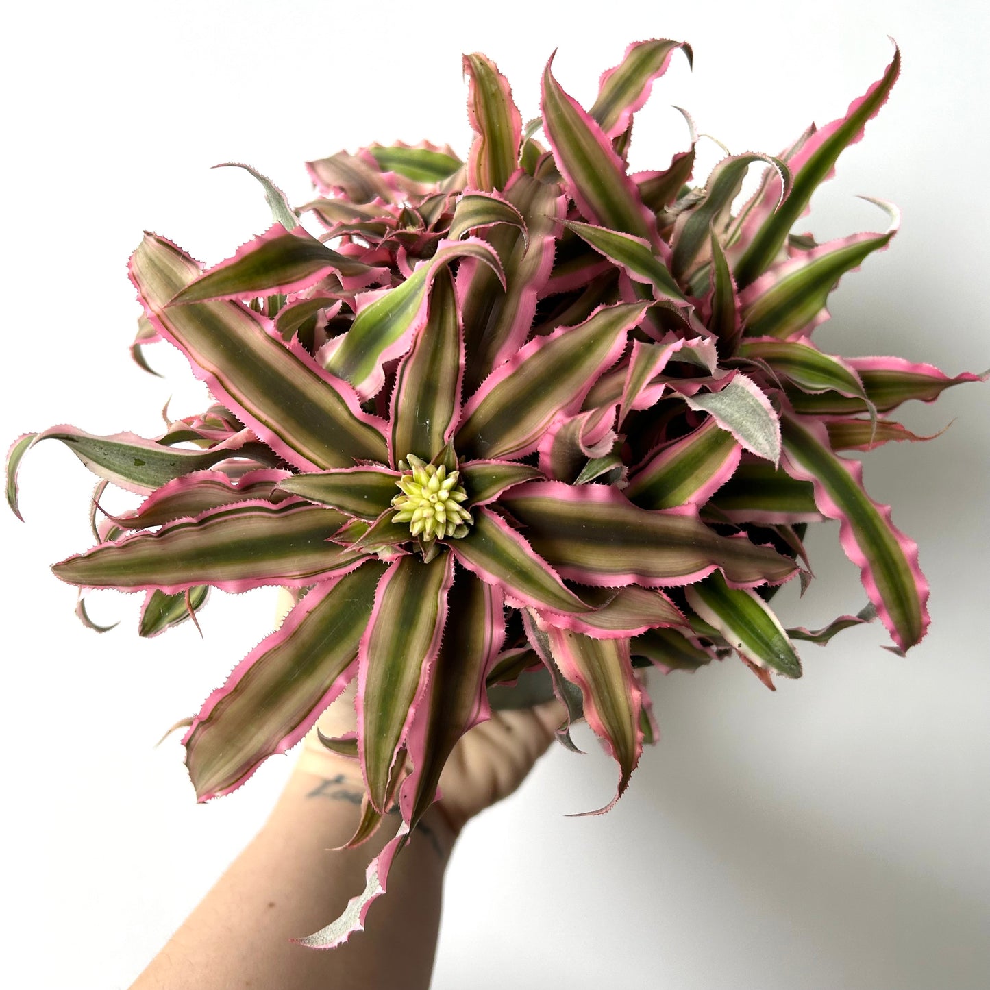 Cryptanthus Bromeliad / Earth Star Plant