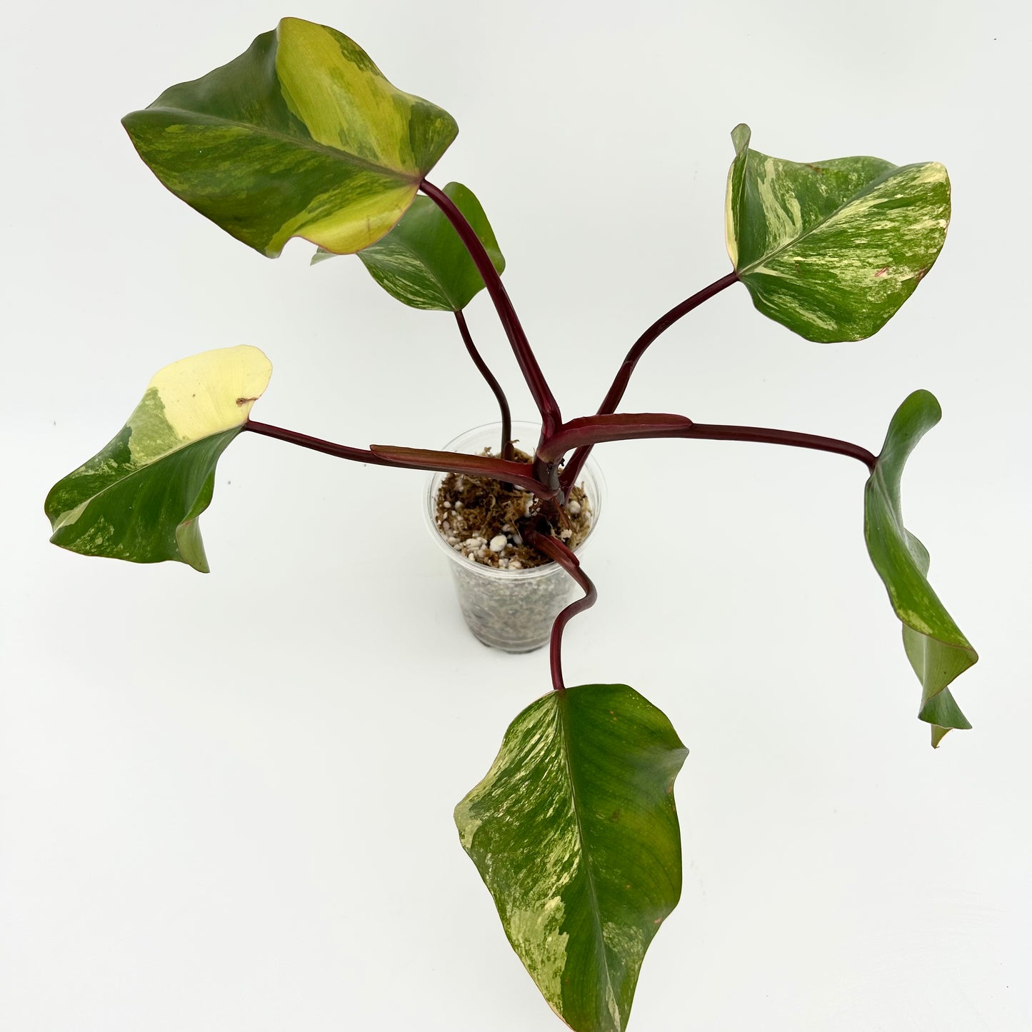 Philodendron "Strawberry Shake” - Exact Plant