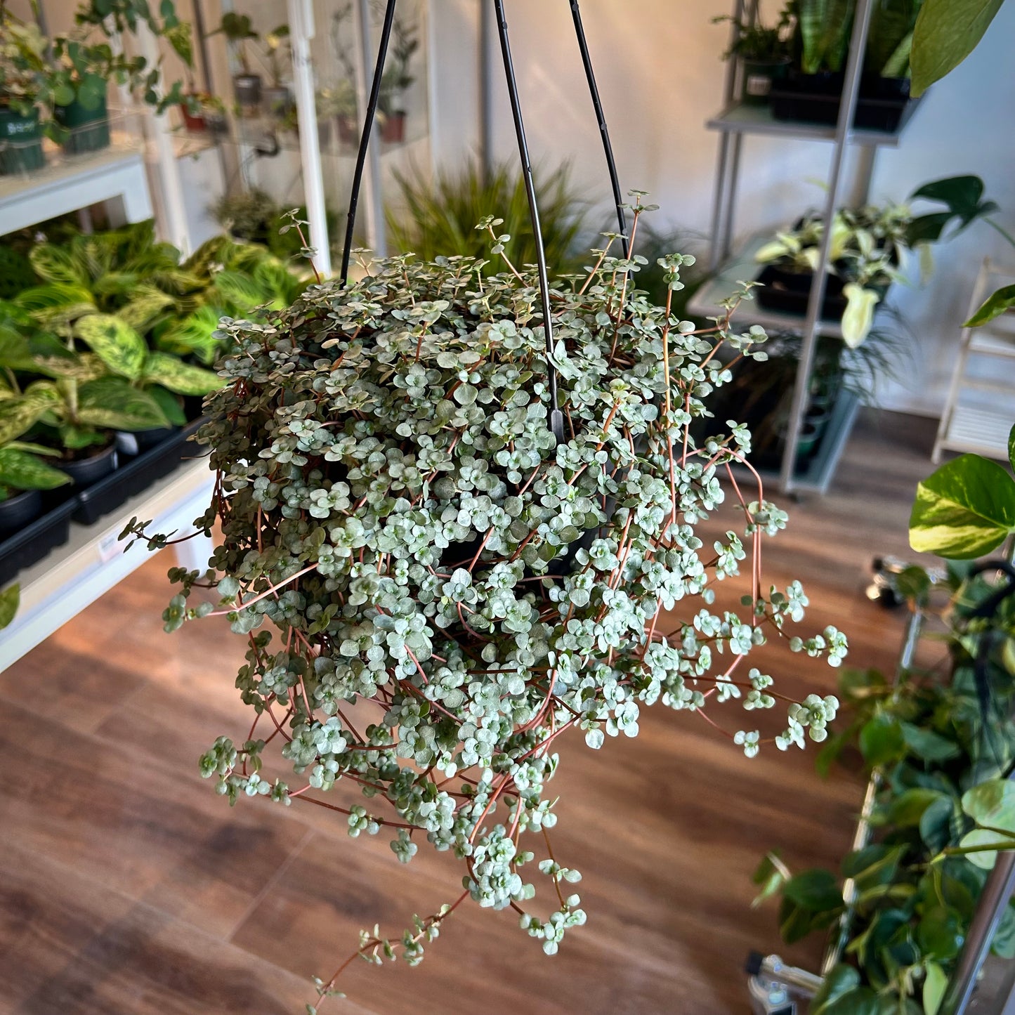 Pilea 'Baby Tears'