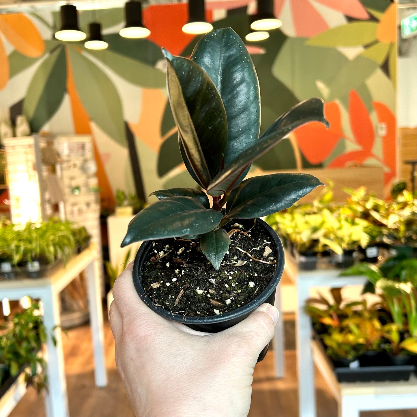 Ficus Elastica Burgundy