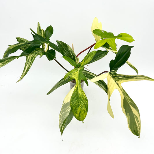 Philodendron Florida Beauty - Exact Plant