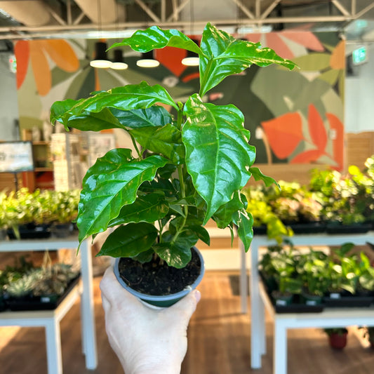 Coffee Arabica Plant