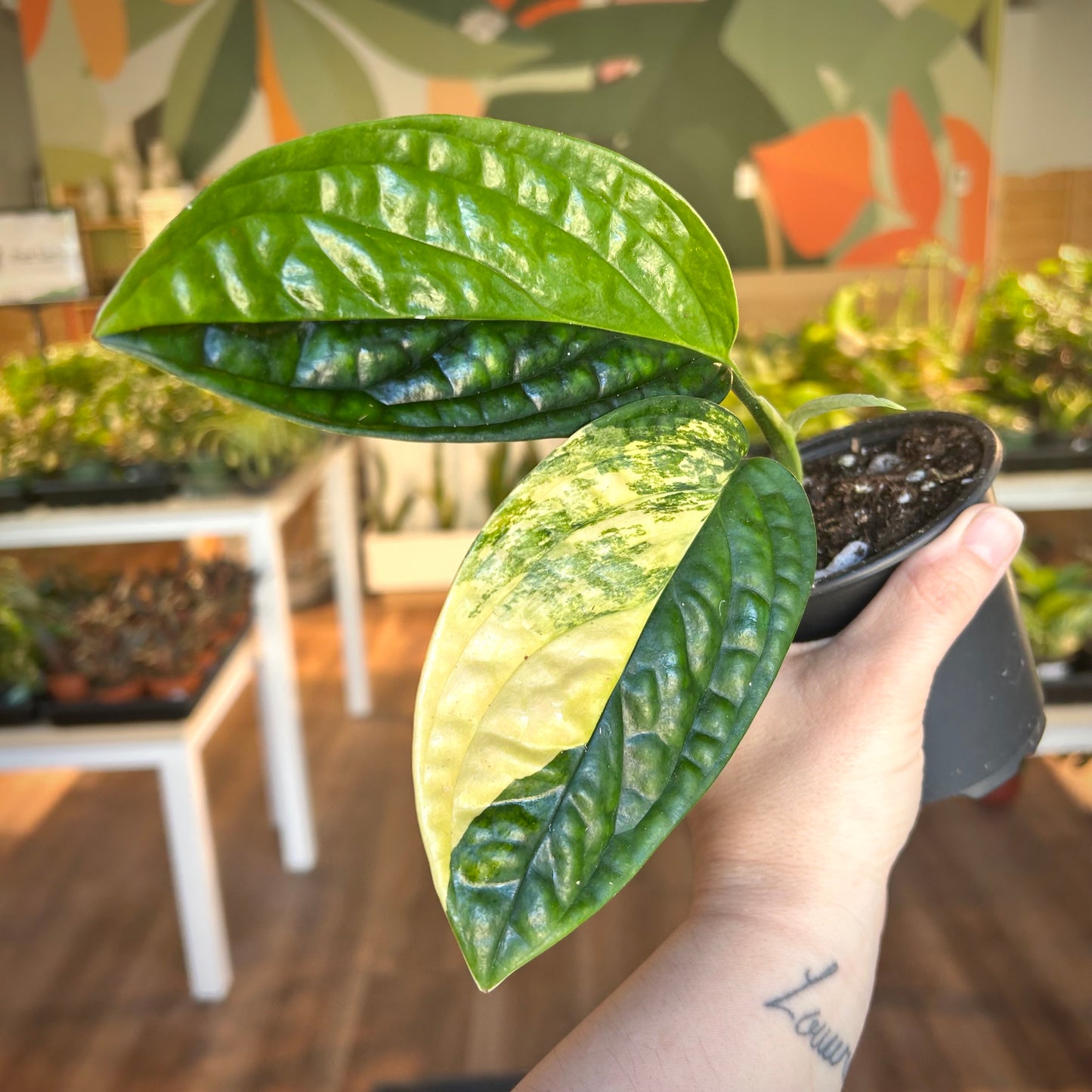 Monstera Peru Variegated (Monstera karstenianum variegata) - Exact Plant