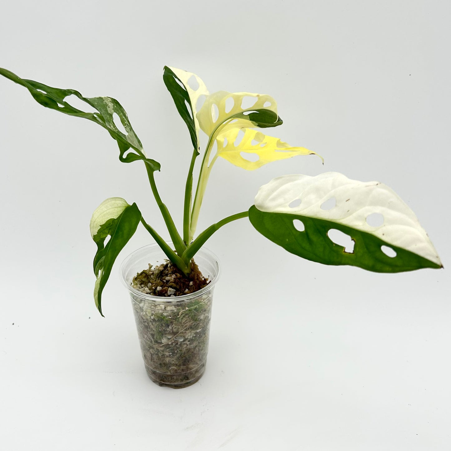 Monstera Adansonii Albo - Exact Plant