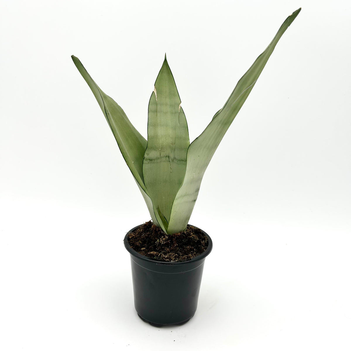Sansevieria 'Moonshine’