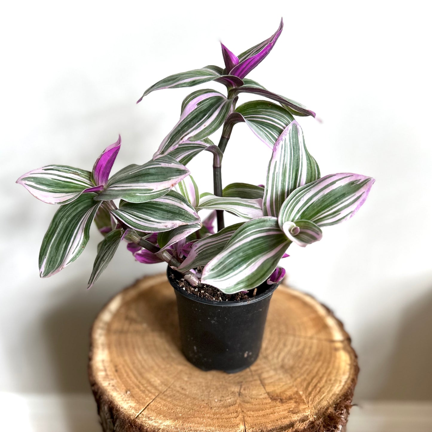 Tradescantia Nanouk (Tradescantia albiflora 'Nanouk')