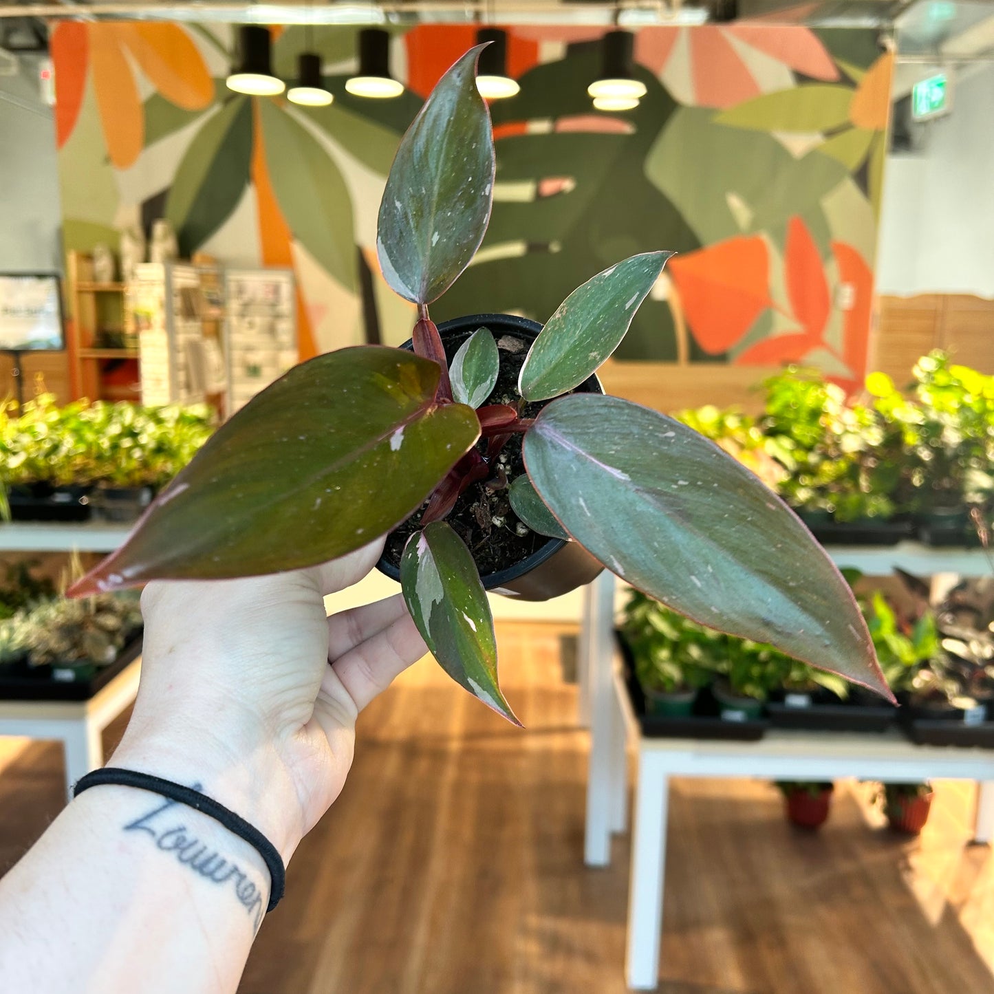 Philodendron Pink Princess