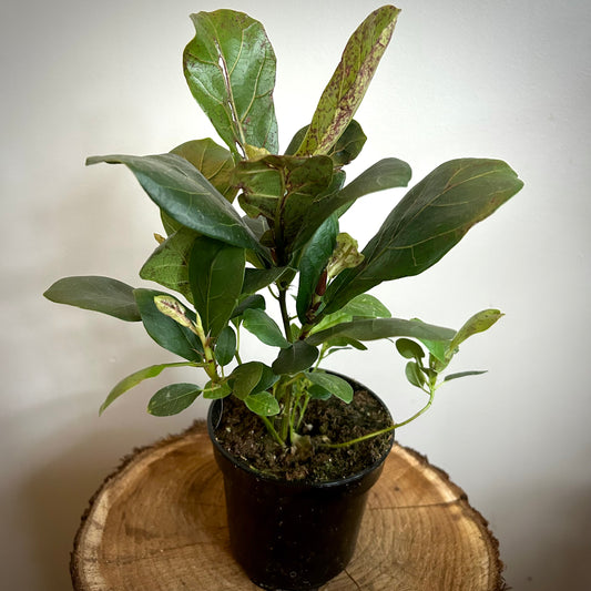 Fiddle lyrata (Fiddle Leaf Fig)