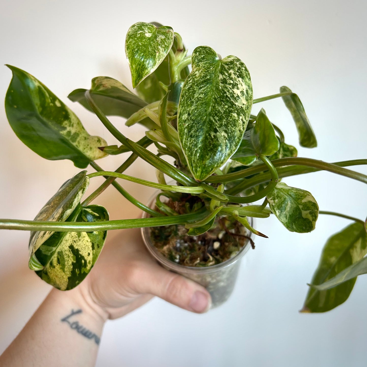 Philodendron 'Emerald King' - Exact Plant