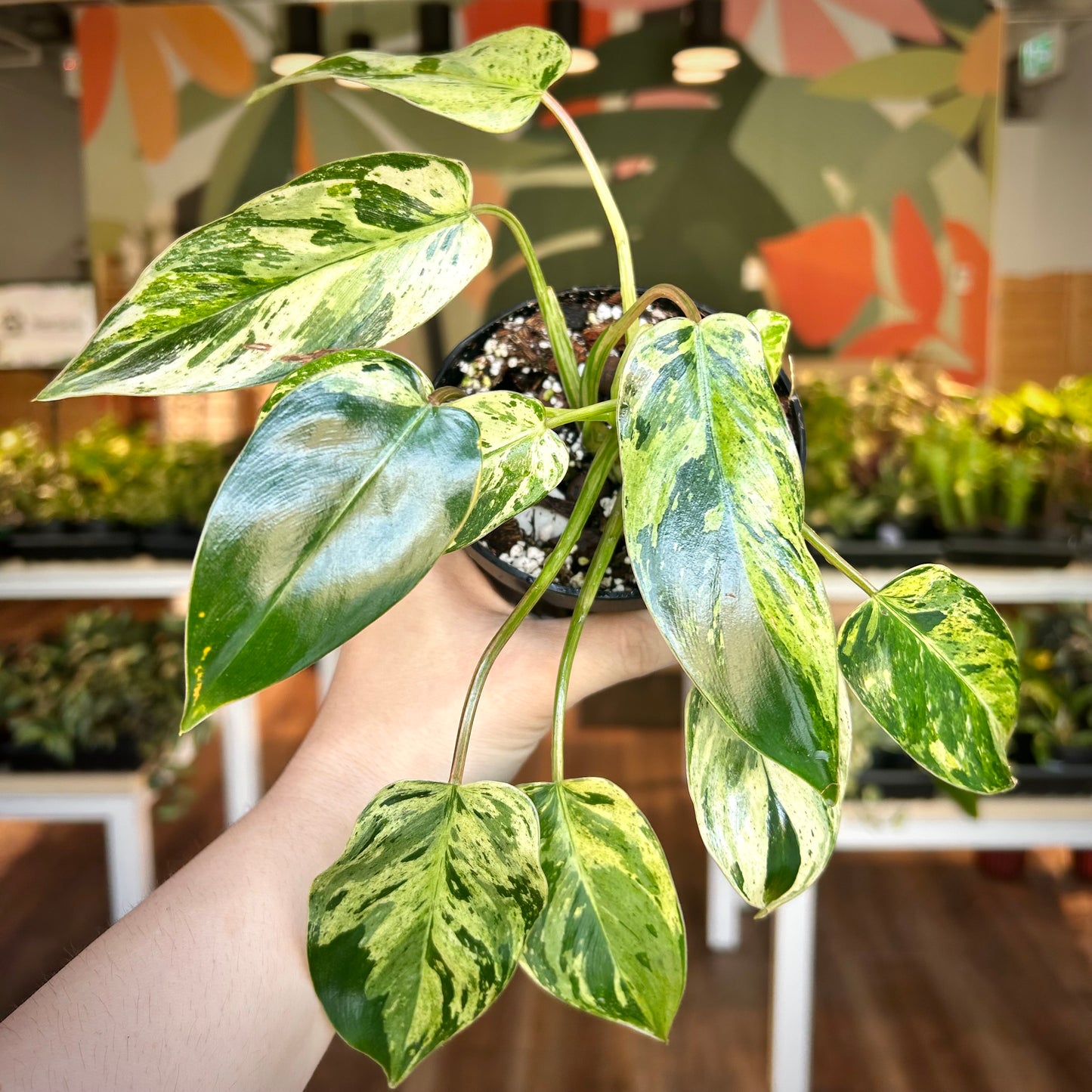 Philodendron 'Emerald King' - Exact Plant
