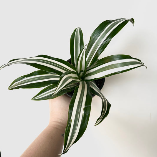 Dracaena Warneckii - Jade Jewel