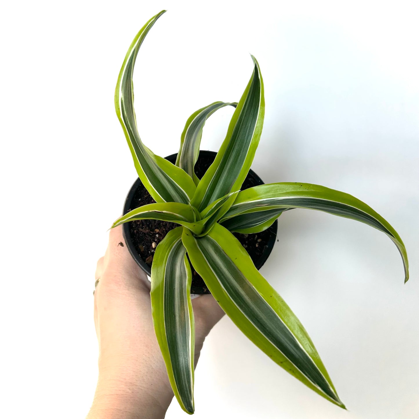 Dracaena Warneckii - Lemon Surprise