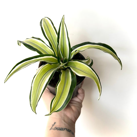 Dracaena Warneckii - Malaika